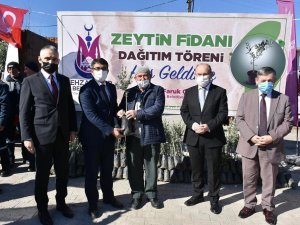 Şehzadeler Belediyesi 20 Bin Zeytin Fidanı Dağıttı