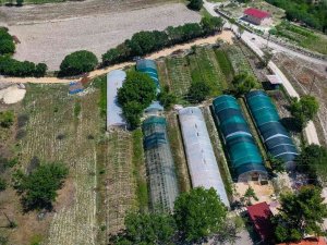 Safranbolu Belediyesi 1 Yılda 130 Bin Çiçek Üretti