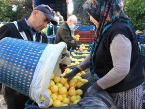 Limonun Başkentinde Yoğun Hasat Dönemi