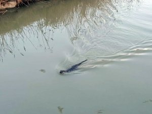 Yalova’da, “Su Samuru” Şaşkınlığı