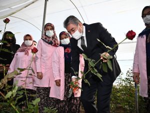 Vali Erdinç Yılmaz, Gül Hasadı Yaptı