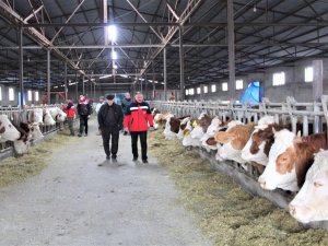 Iğdır’da Hayvanlar İçin Aşılama Çalışmaları Devam Ediyor