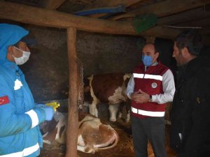 Bayburt’ta 2022 Yılı İlkbahar Dönemi Şap Aşılama Programı Başladı