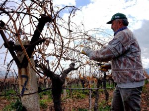 Üzüm Bağlarında Kışlık Bakımlar Devam Ediyor