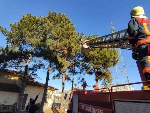 Kaçan Papağanı Yakalamak İçin Seferber Oldular