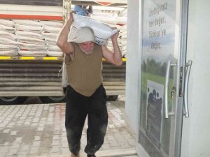 Burhaniye’de Zeytinde Gübreleme Başladı