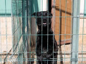 Ortaokul Öğrencilerinin Geliri Barınaktaki Hayvanlara Mama Oldu