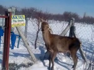 Kaçak Avcıların Elinden Kaçmayı Başardı