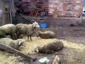 Sokak Köpekleri Koyunlara Saldırdı: 7 Koyun Telef Oldu