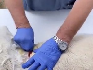 Köpeği Anestezisiz Kısırlaştıran Veteriner Hekim Hakkında Soruşturma