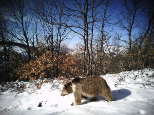 Erzincan’da Yaban Hayat Fotokapanlarla Görüntülendi