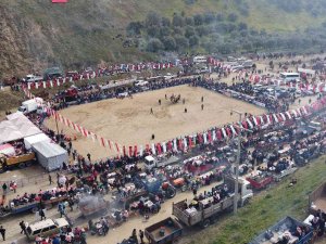 Deve Güreşi Tutkunları Kuyucak’ta Buluştu