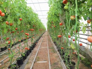 Simav Jeotermal Sera Tdi̇osb’de Bin 500 Kişiye İstihdam İmkanı