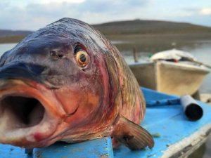 Denizi Olmayan Yozgat’ta Rızıklarını Tekne Balıkçılığıyla Çıkarıyorlar