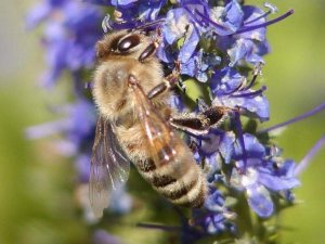 2022 Yılı Arı Fiyatları Belirlendi