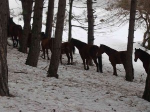 Bolu’da Yılkı Atlarına Yem Bırakıldı
