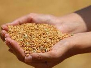 Edirne’de Buğday 4 Lira 079 Kuruştan Satıldı