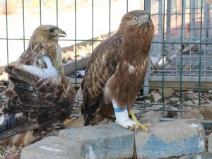 Şırnak’ta Yaralı Kızıl Şahine Protez Ayak Takıldı
