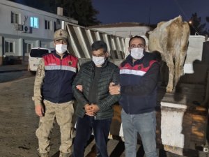 İ̇nek Hırsızı Jasat’tan Kaçamadı
