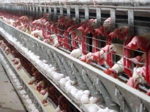 Muş’ta Kdv İndirimi Yumurta Üreticisini Sevindirdi