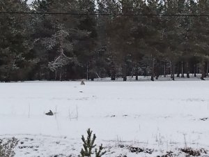 Nesli Tükenme Tehlikesi Altında Olan Vaşak Çamlıçatak Ormanlık Alanında Görüntülendi