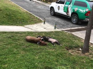 Çocuk Parkında Dehşet...kendilerine Saldıran Pitbull Köpekleri Tabancayla Öldürdüler