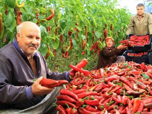 Örtü Altı Kırmızı Biber Üreticisini Güldürdü