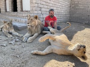 Aslan Terbiyecisi Akbey, 3 Aslanına Yavrusu Gibi Bakıp Eğitti