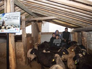 ’Haydi Gel Köyümüze Destek Verelim’ Projesi, Damızlıklarla Çoğalıyor