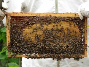 Başkan Çifçi: “Bal İhracatı Son Dönemde Çok Arttı”