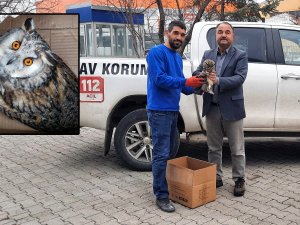 Yaralı Baykuş Tedavi Ediliyor
