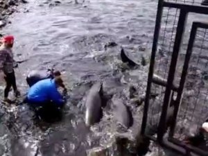 Arjantin’de Yalancı Katil Balinalar Kıyıya Vurdu