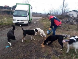 Ünye’de Sokak Hayvanları Unutulmuyor