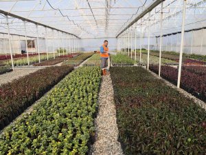 Bitki Üretiminden 6 Milyon Tl Tasarruf