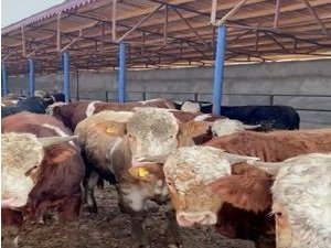 Iğdır’da Hayvan Satışı Vaadiyle Dolandırıcılık Yapan 2 Kişi Tutuklandı