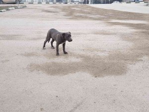 Karabük’te Yasaklı Irk Pitbull Cinsi Yavru Köpek Sokağa Terk Edildi