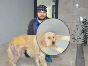 Ordu’da Otomobil Sürücüsü Aracını Antrenörün Üzerine Sürdü, Köpek Yaralandı