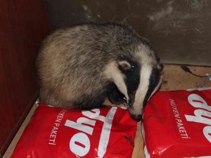 Ordu’da Bir İş Yerinde Davetsiz Misafir: Porsuk