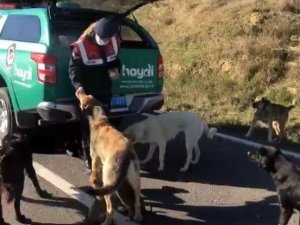 Çanakkale’de Jandarma Ekipleri Sokak Hayvanlarını Besledi