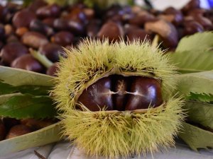 Nazilli, Kestane Üretiminde İlk Sırada