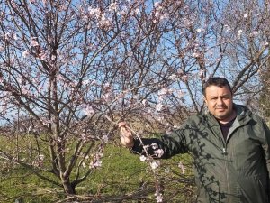 Balıkesir’de Bademler Çiçek Açtı