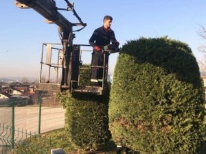 Düzce’de Ağaçlar Budanıyor