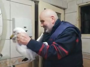 Hava Boşluğuna Düşen Martıyı Vatandaşlar Kurtardı