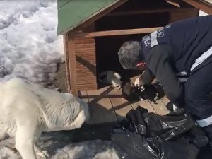 Annesiz Kalan 11 Yavru Köpeği Başka Bir Anne Köpek Sahiplendi
