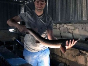 Mskü, Mersin Balığından Havyar Üretiyor