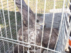 Sokak Köpeğine Saldıran Kaya Kartalı Yakalandı