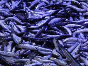 Hamside İşler Tersine Döndü