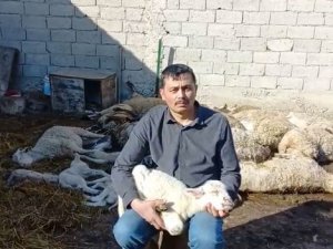 Çiçek Hastalığı Bulaşan 117 Koyun Ve Kuzu Telef Oldu