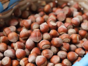 Giresun Tombul Fındığı Artık Avrupa Birliği Tescilli