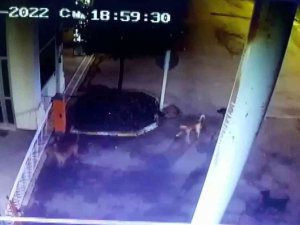 Tuzla’da Beslediği Köpeklerin Saldırısına Uğradı, Yine De Köpekleri Beslemekten Vazgeçmedi